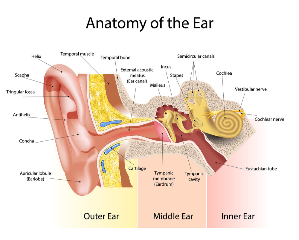 Anatomy of the Ear to better understand Otitis Media